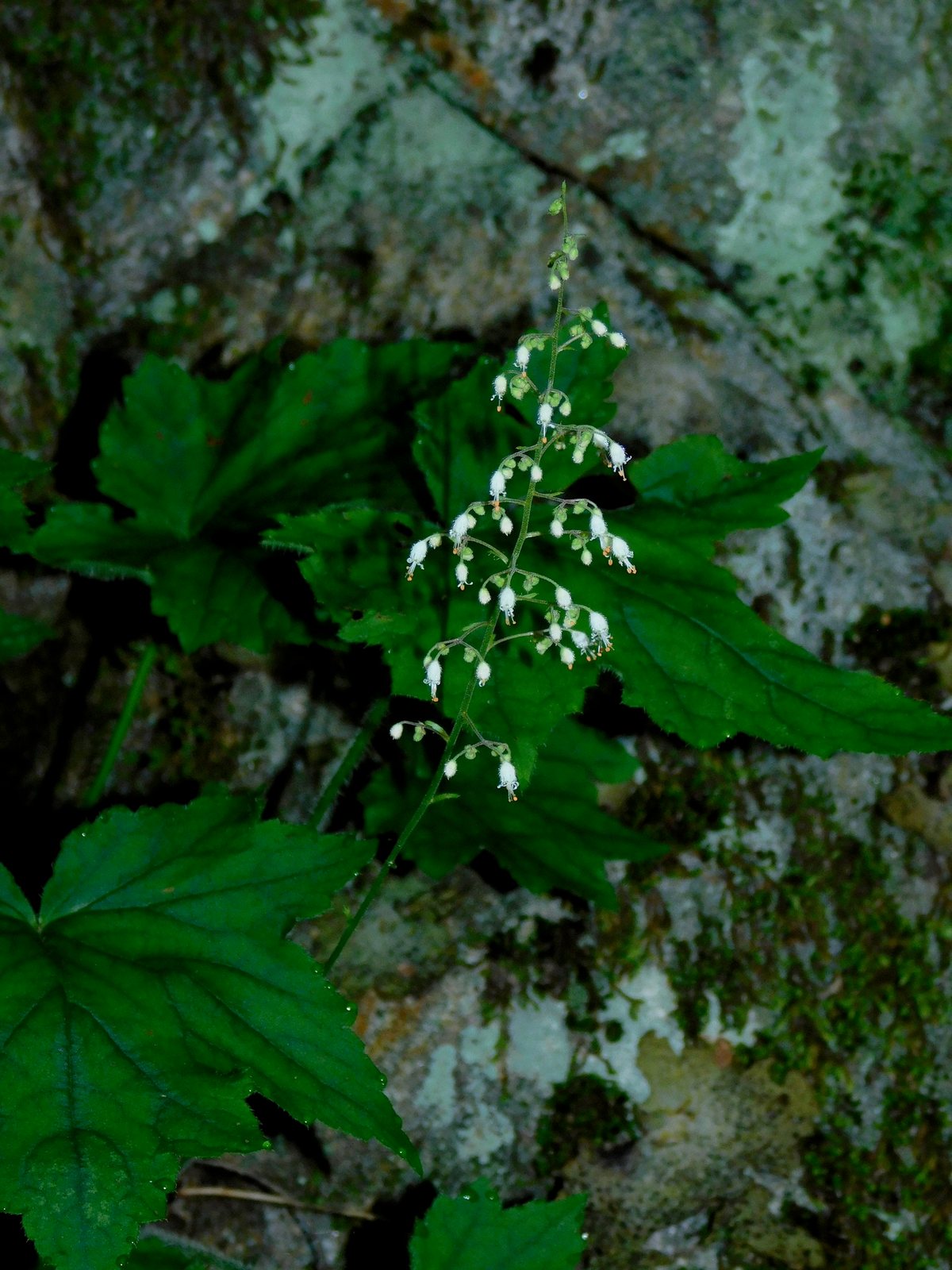 Hairy alumroot