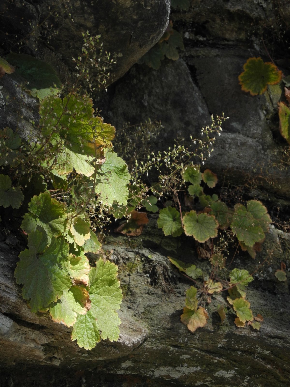 Hairy alumroot