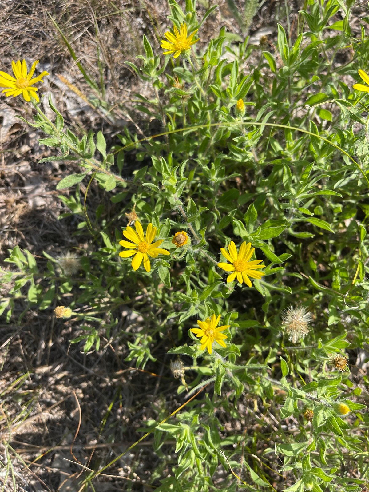 Hairy golden aster