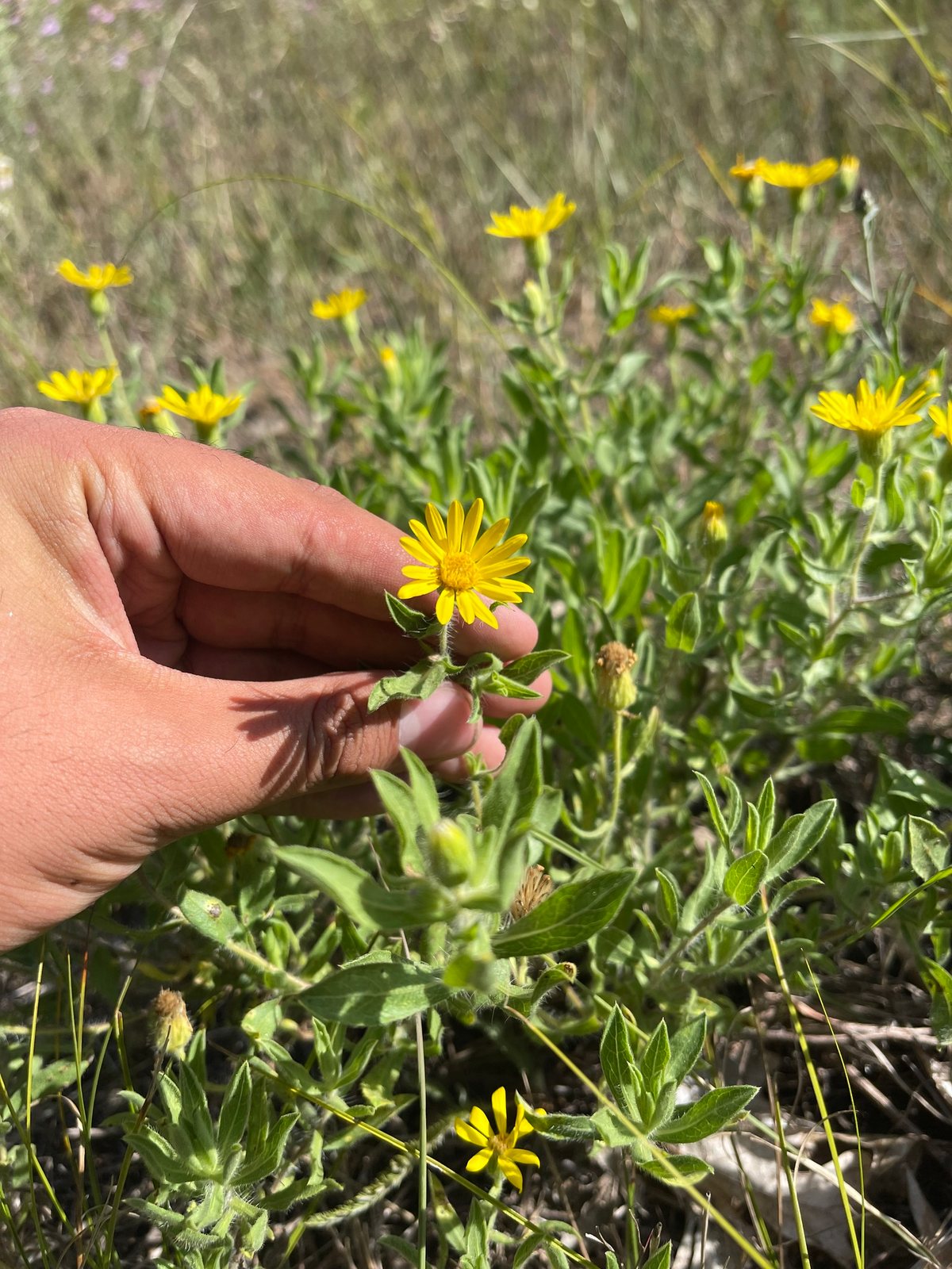 Hairy golden aster