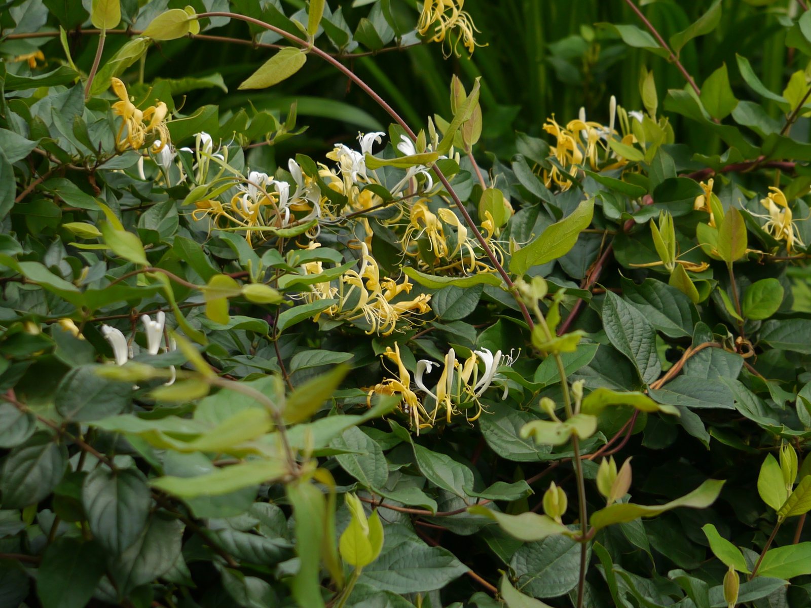 Hall's honeysuckle