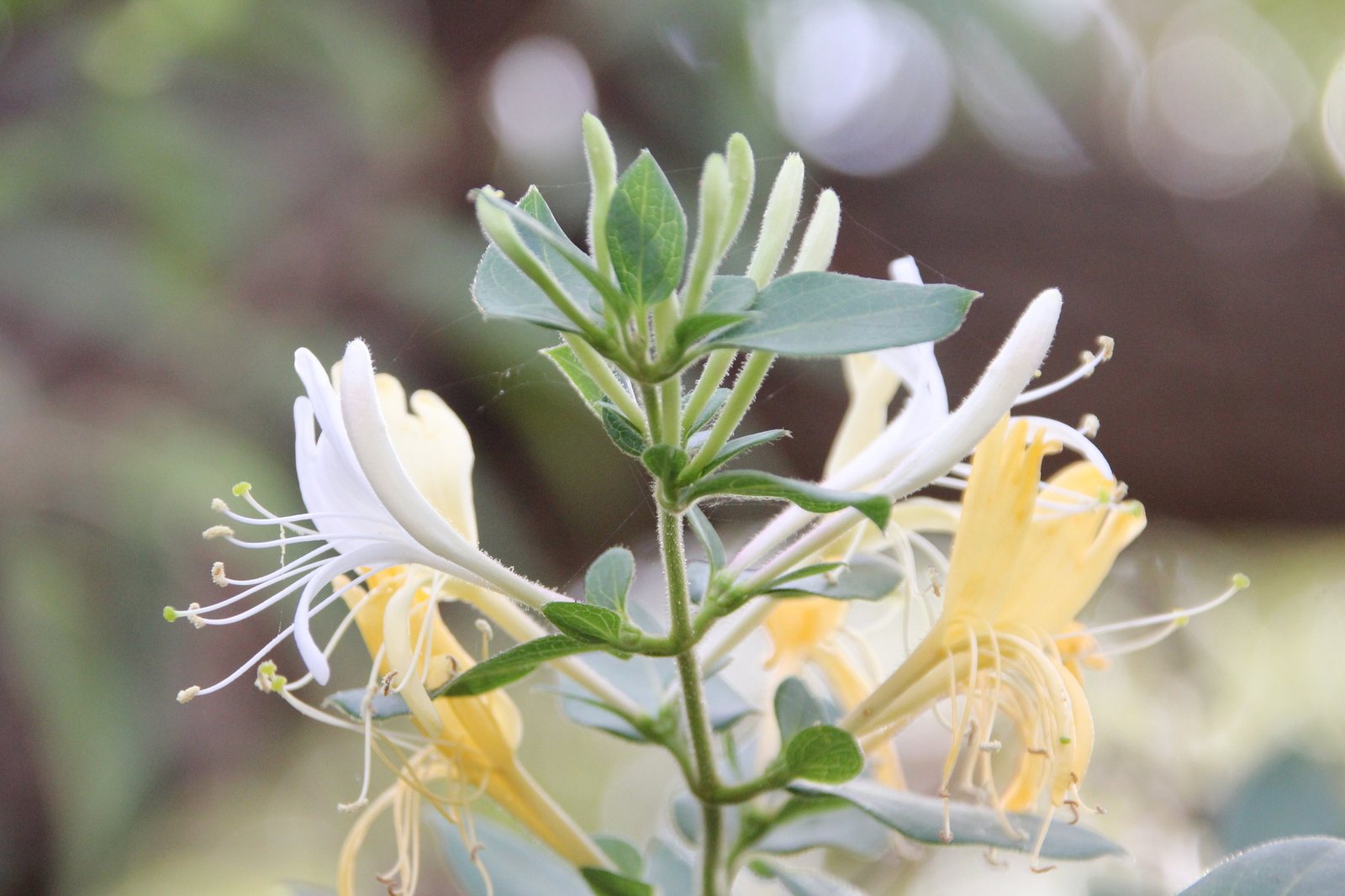 Hall's honeysuckle