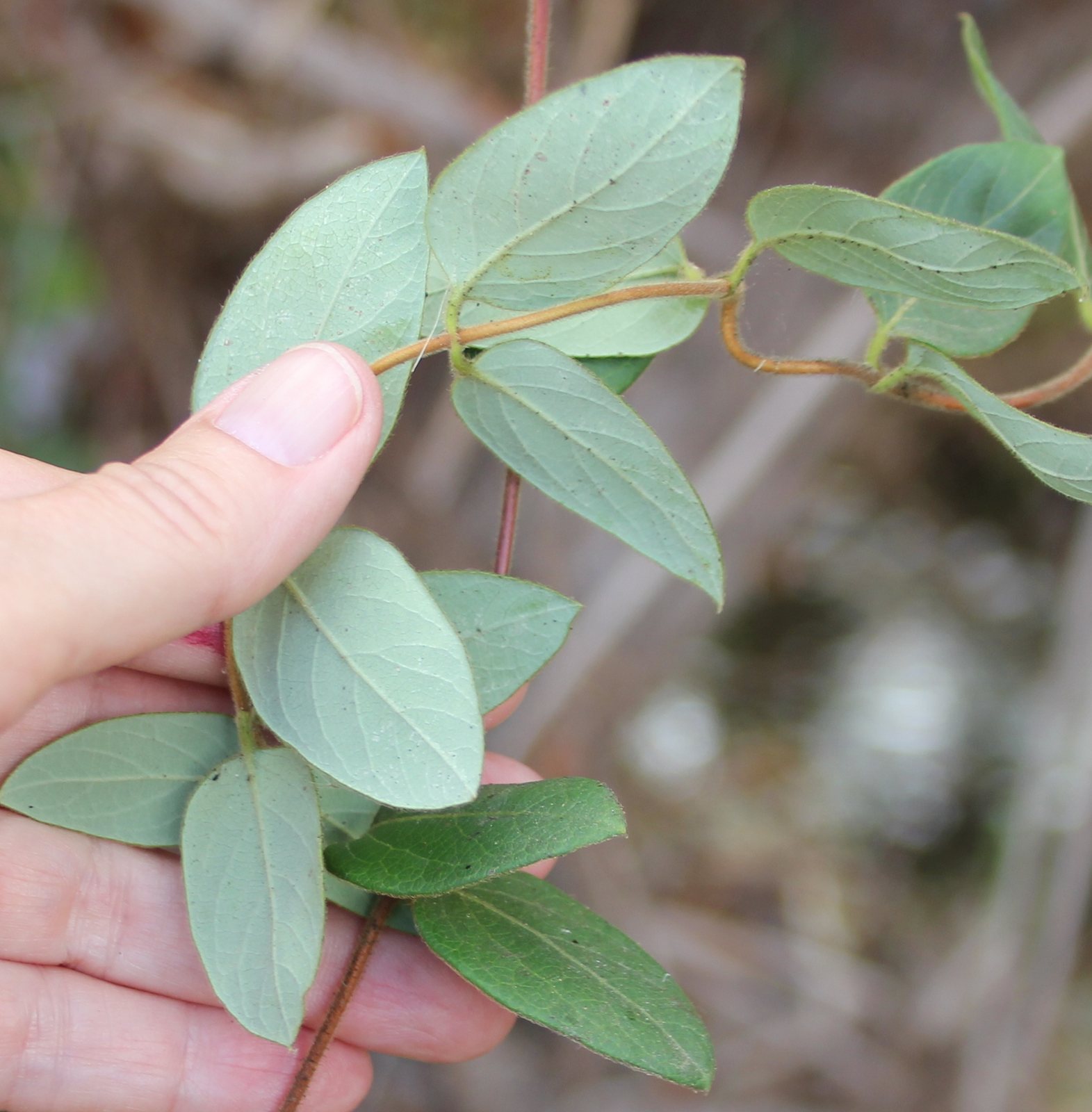 Hall's honeysuckle