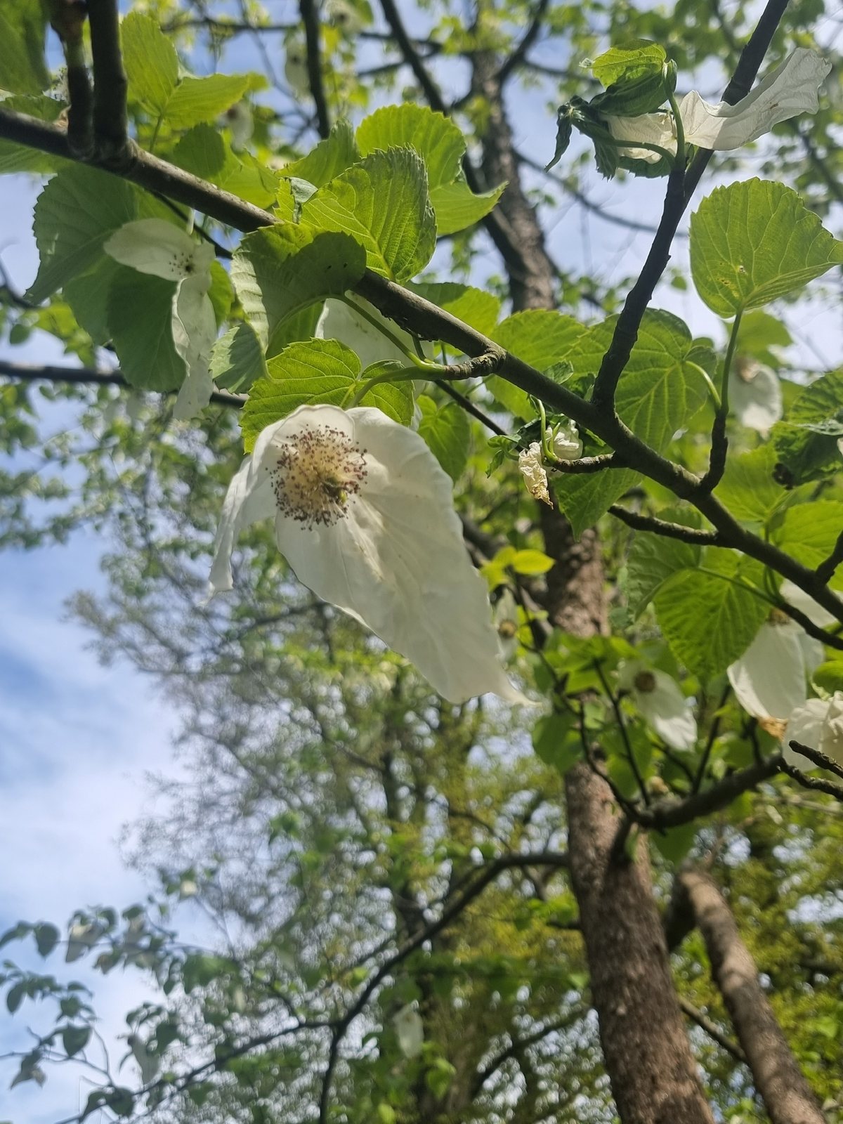 Handkerchief tree
