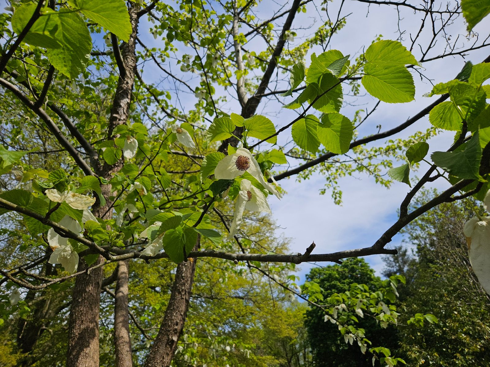 Handkerchief tree