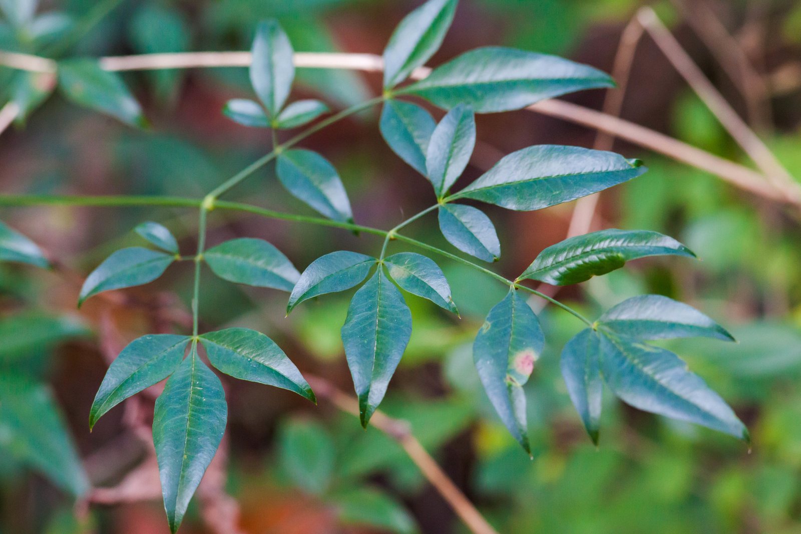 Harbour Dwarf nandina
