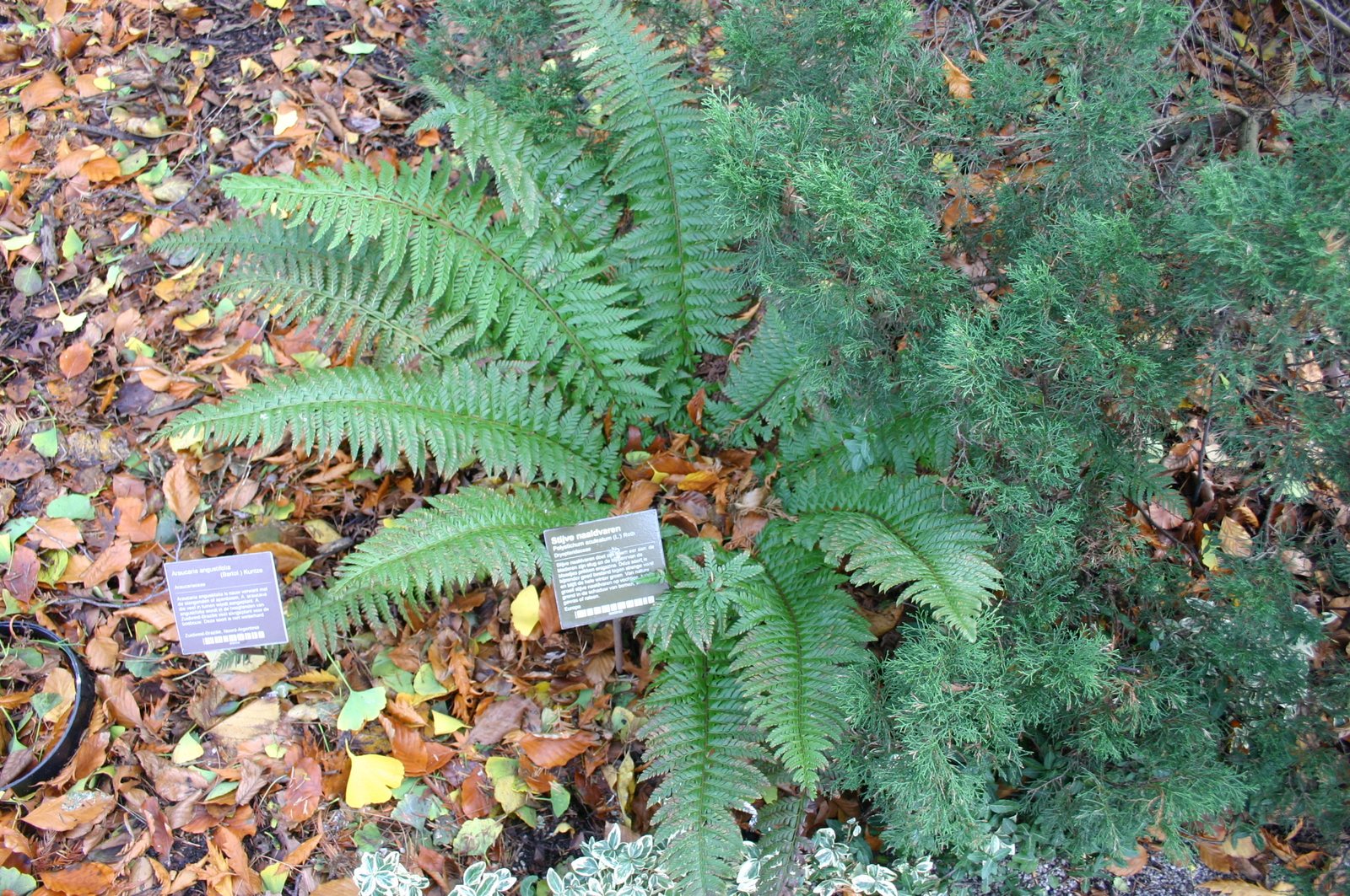 Hard shield fern