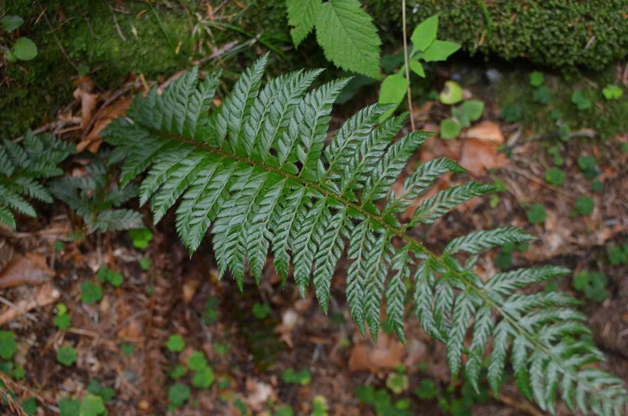 Hard shield fern