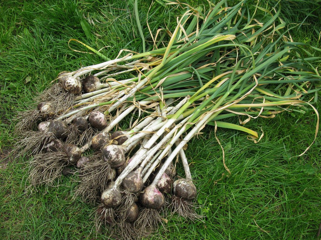 Hardneck garlic 'Music'
