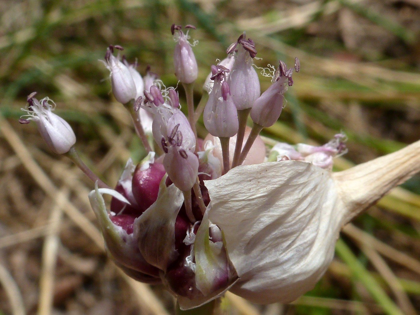 Hardneck garlic 'Music'