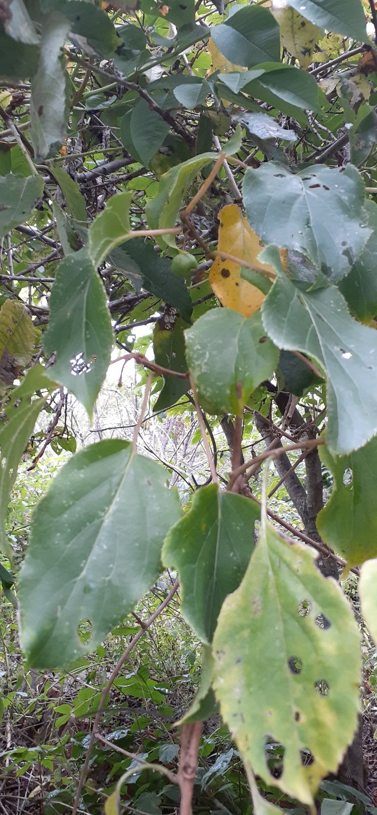 Hardy kiwi (kiwi berry)