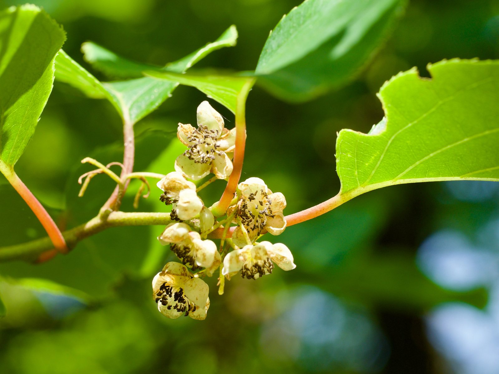 Hardy kiwi (kiwi berry)