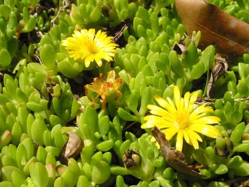 Hardy yellow ice plant