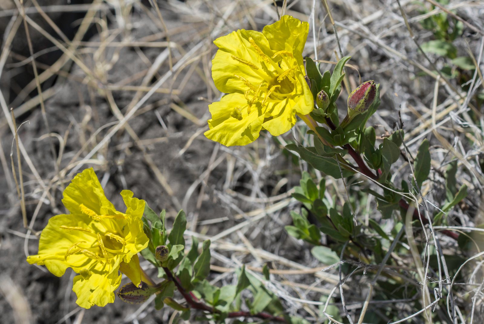 Hartweg's sundrops