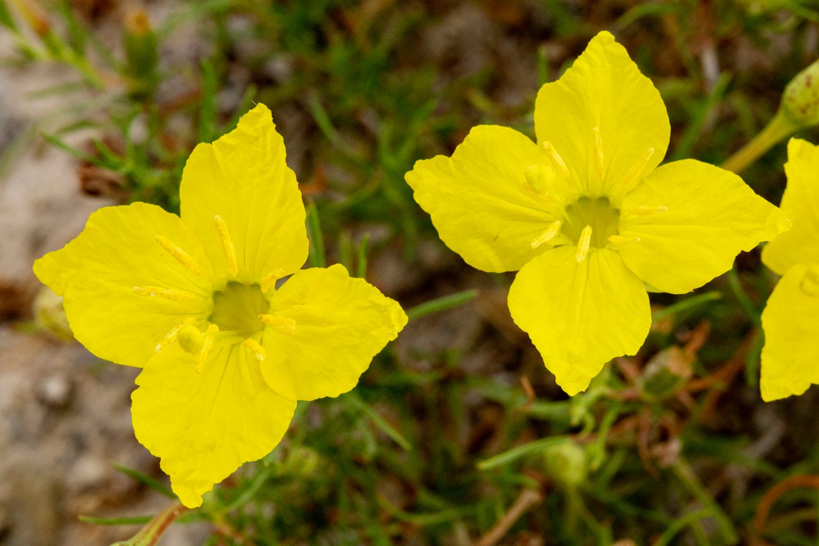 Hartweg's sundrops