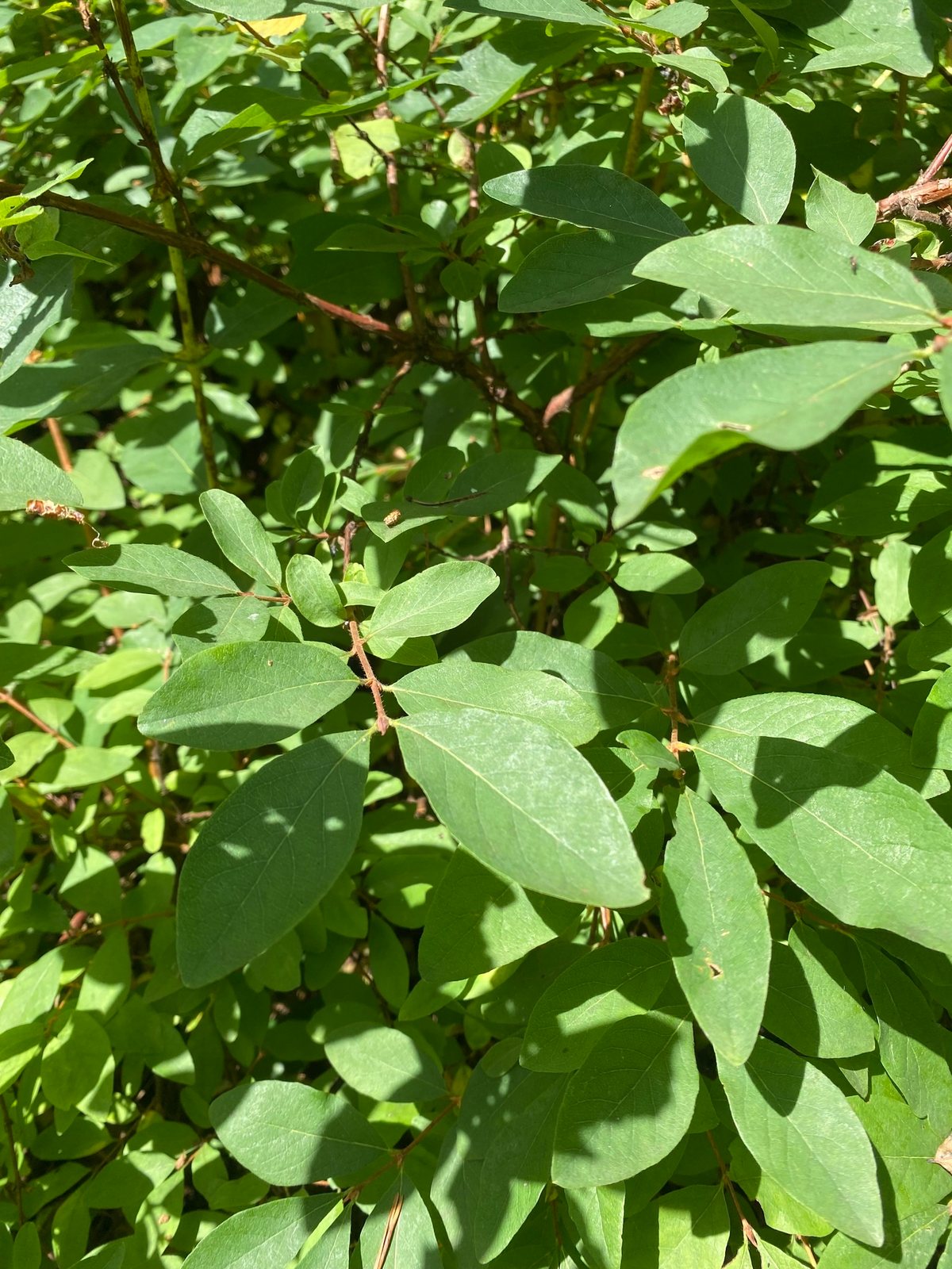 Haskap (honeyberry)