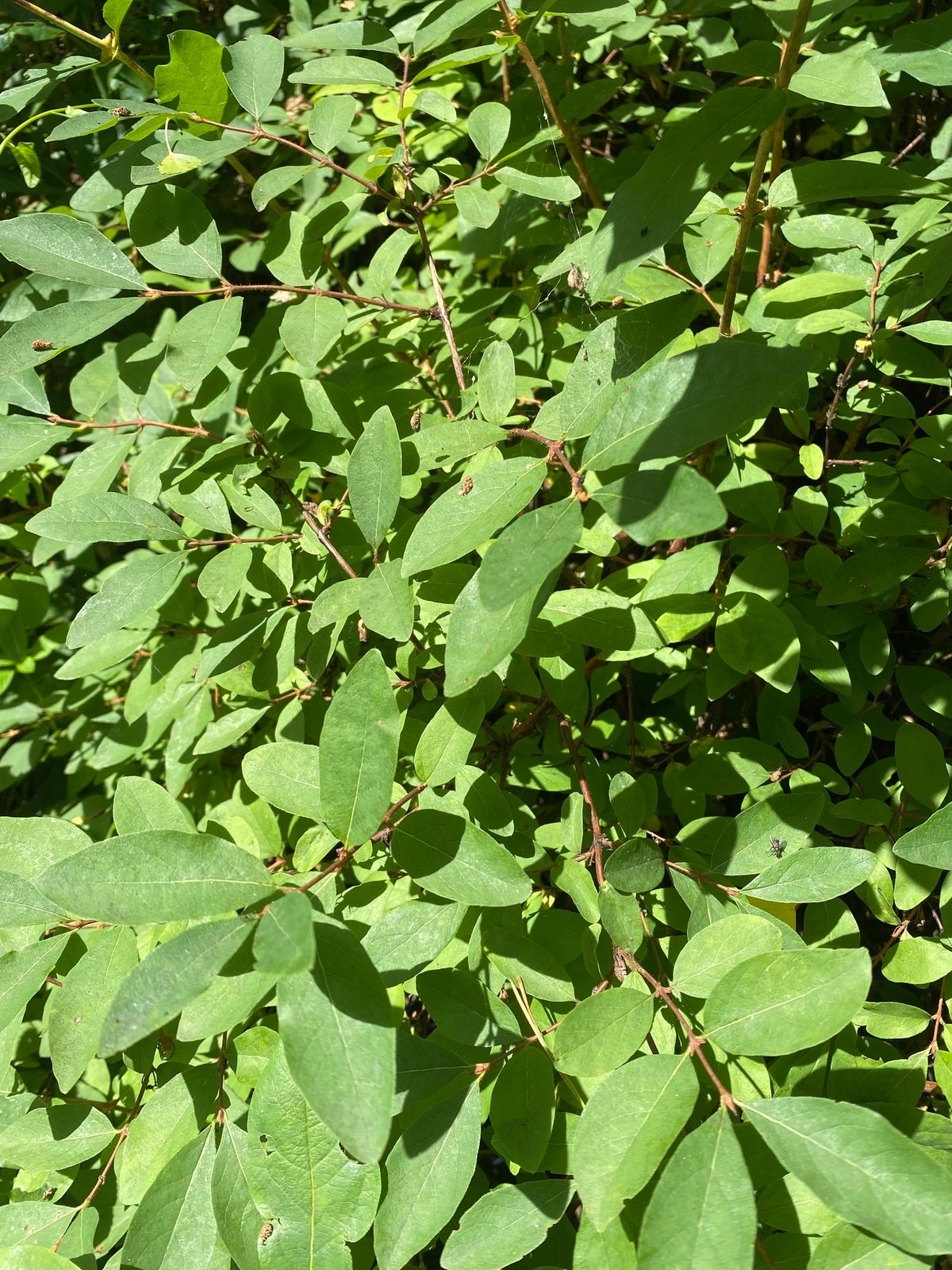 Haskap (honeyberry)