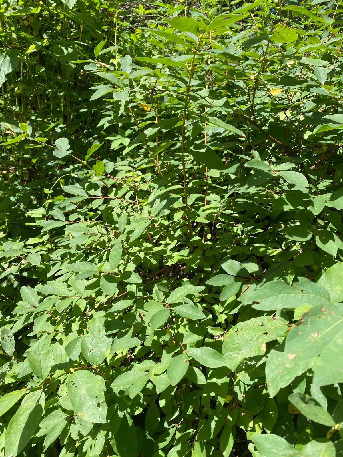 Haskap (honeyberry)