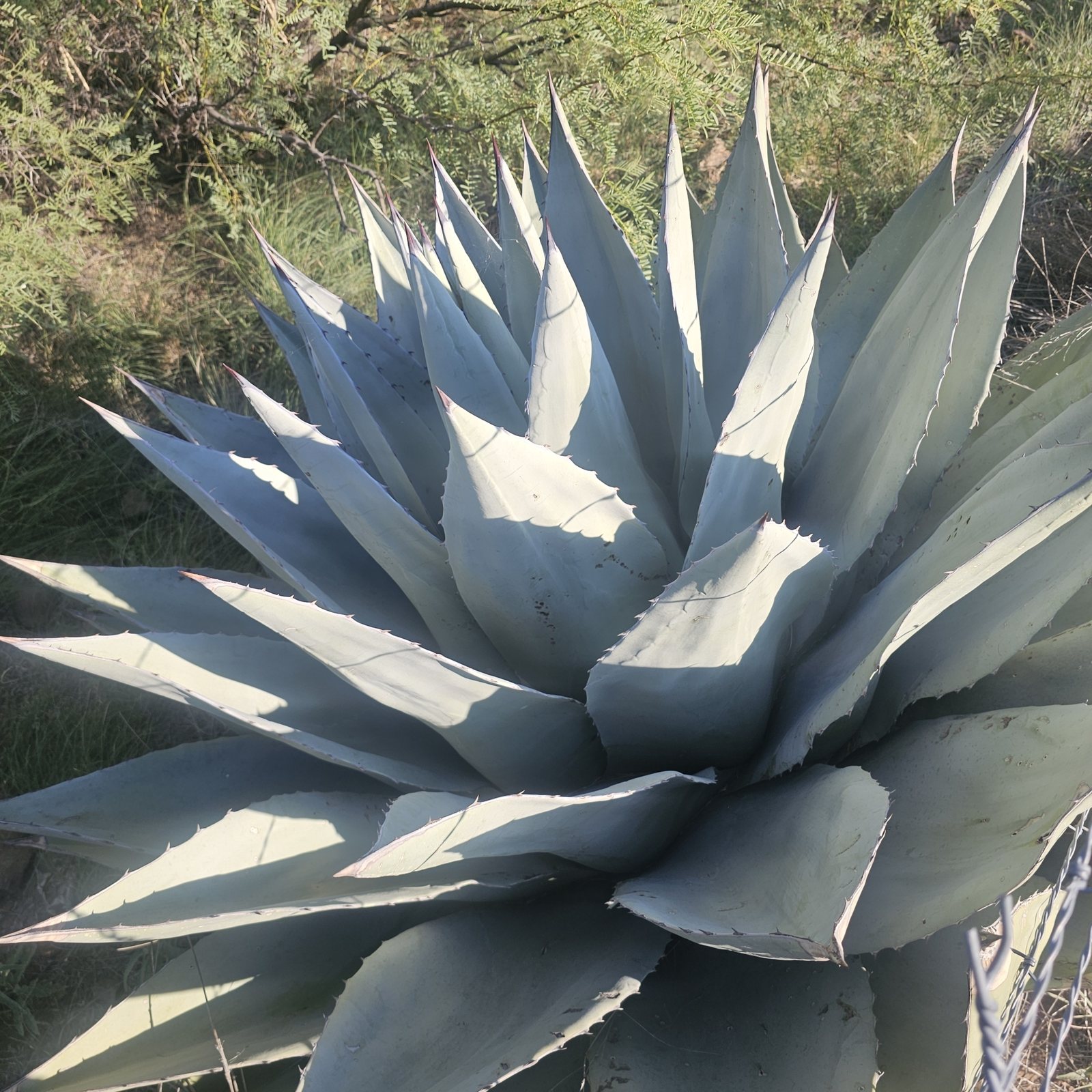 Havard's agave