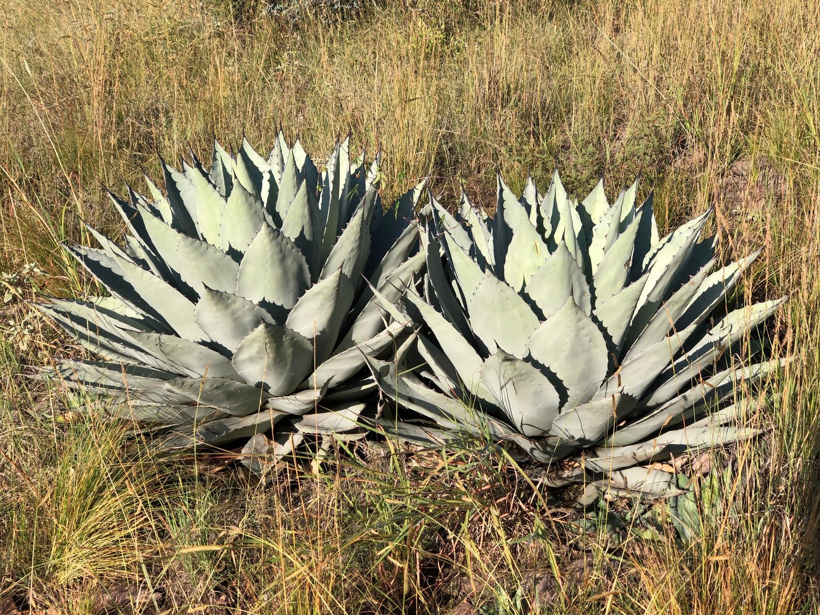 Havard's agave