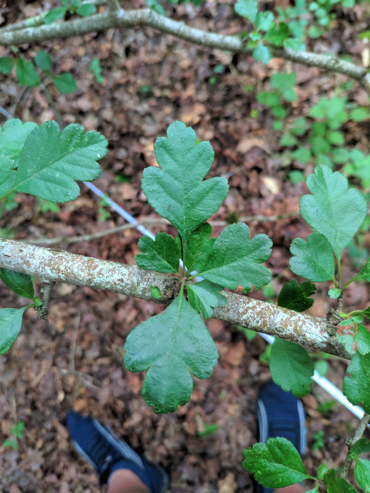 Hawthorn 'Paul's Scarlet'