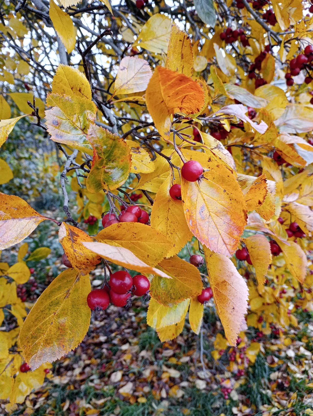 Hawthorn 'Prunifolia'