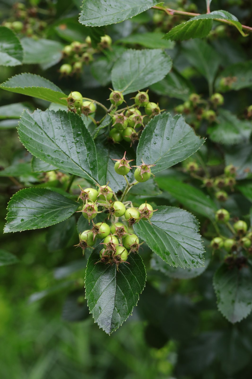 Hawthorn 'Prunifolia'