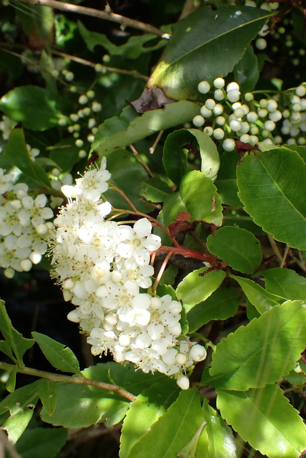 Hawthorn 'Prunifolia'