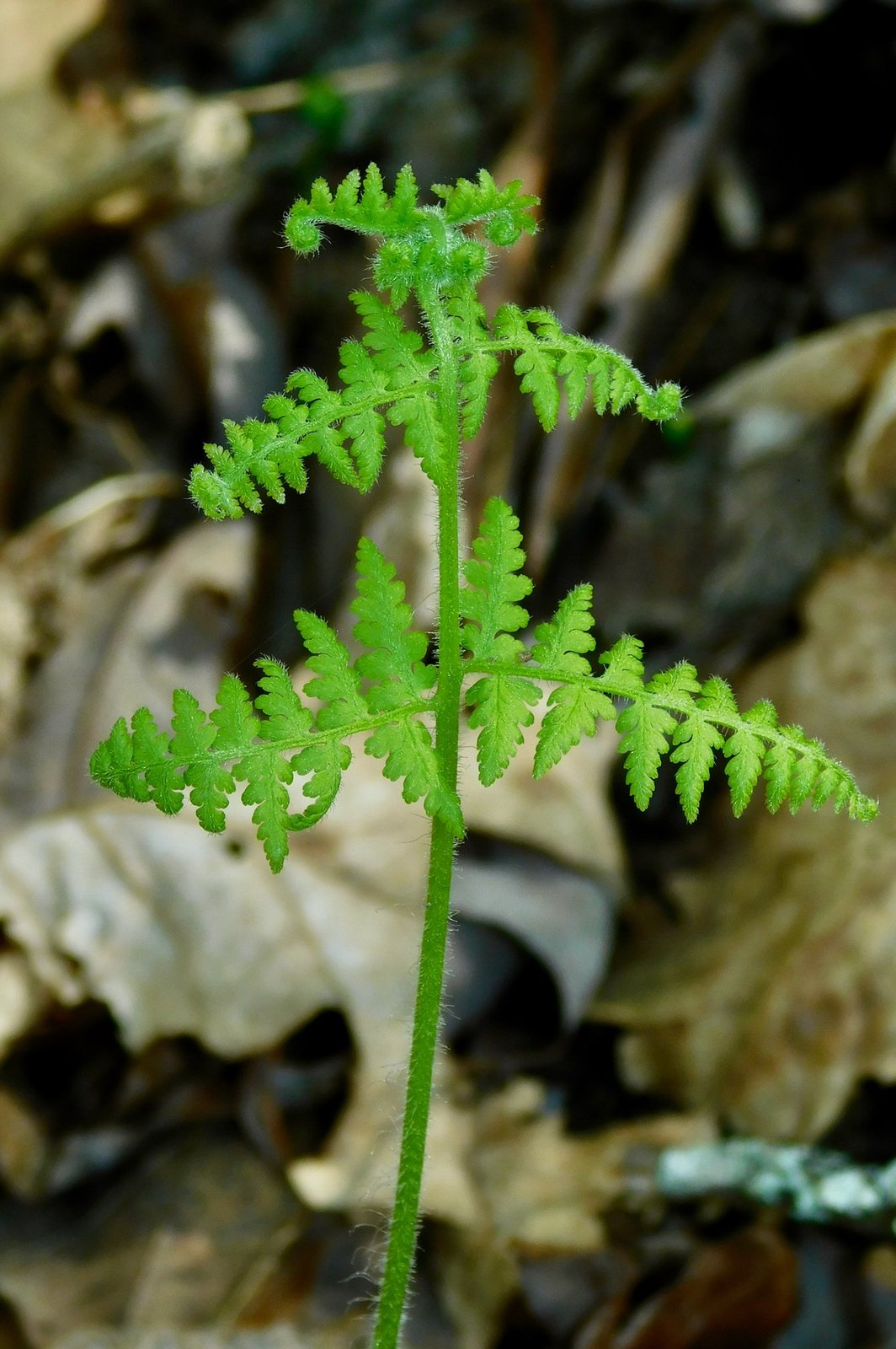 Hay-scented fern