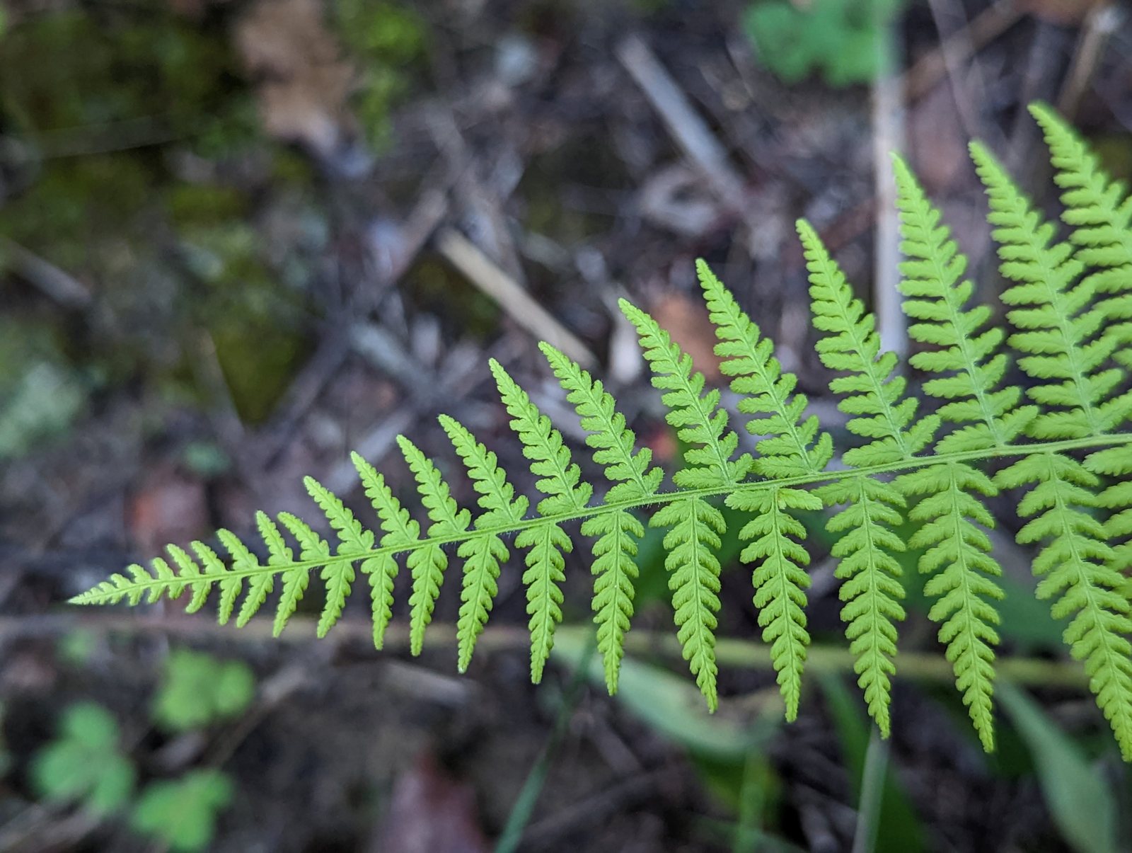 Hay-scented fern
