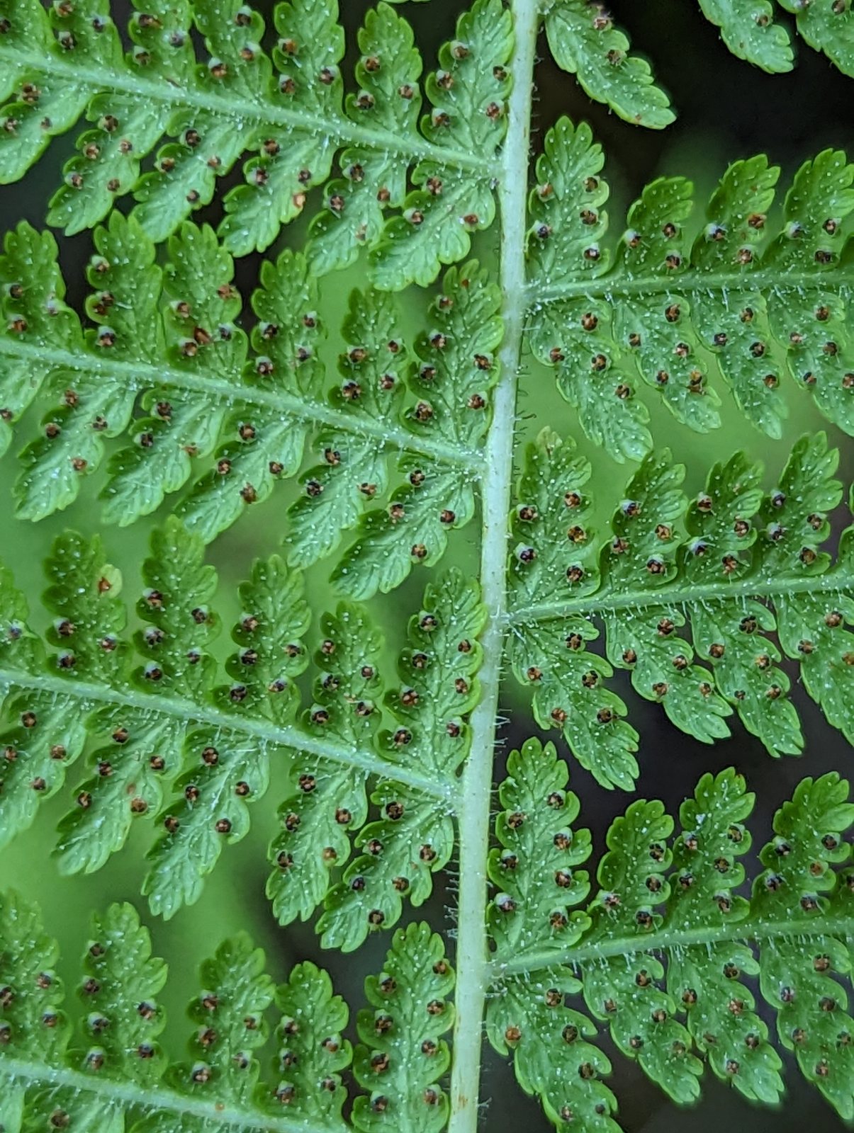 Hay-scented fern