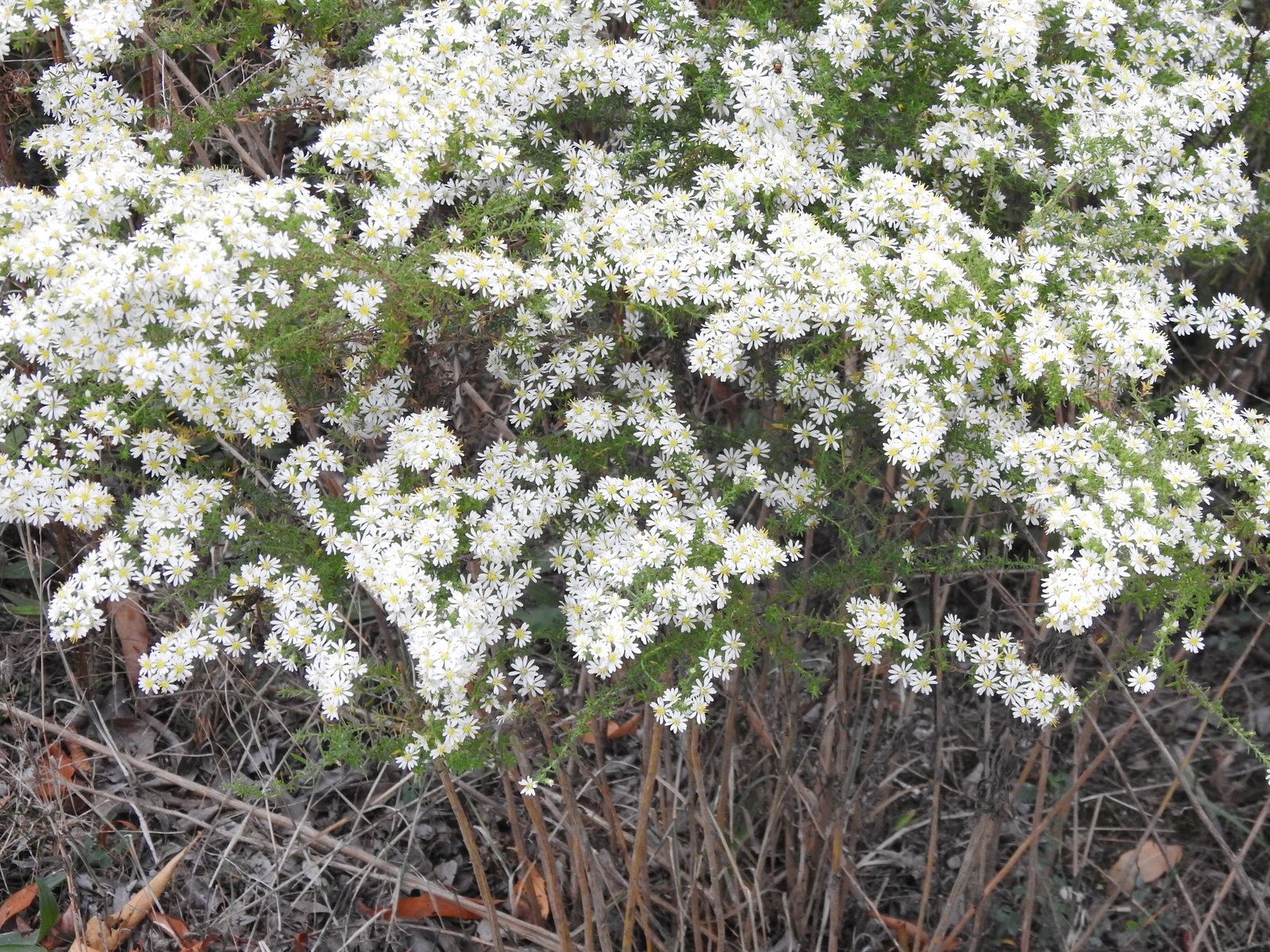 Heath aster