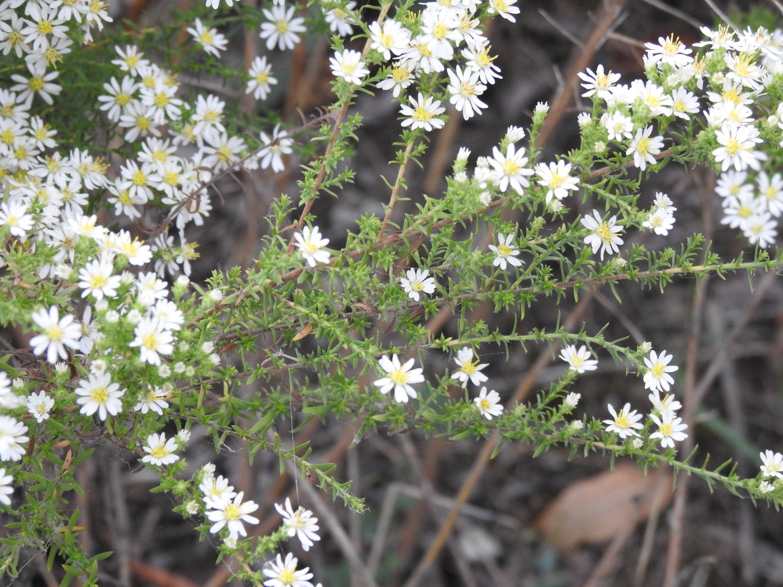 Heath aster