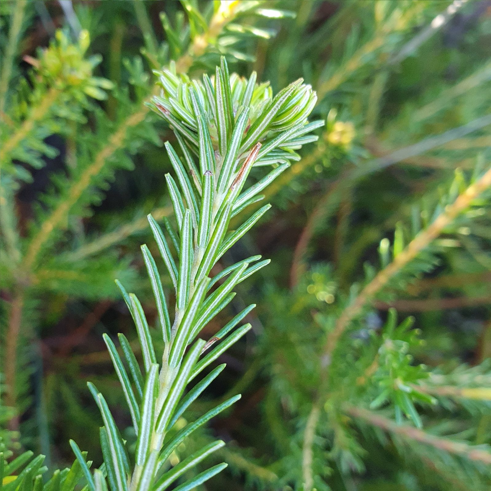 Heath banksia