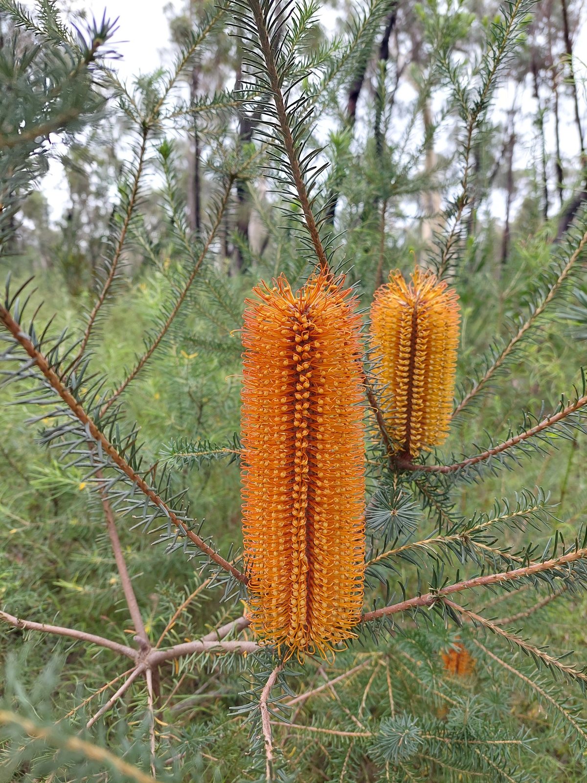 Heath banksia