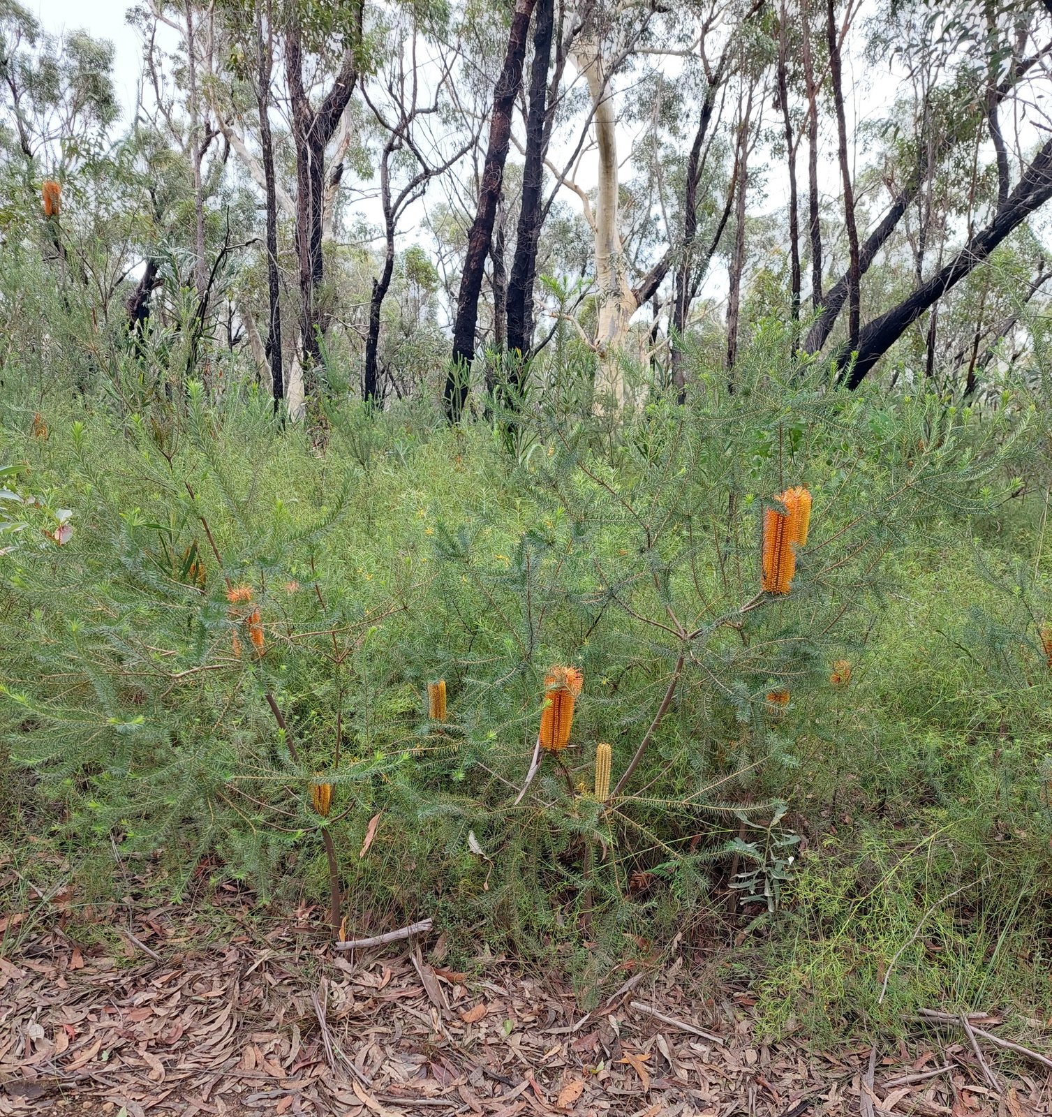 Heath banksia
