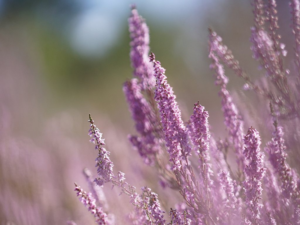 Heather