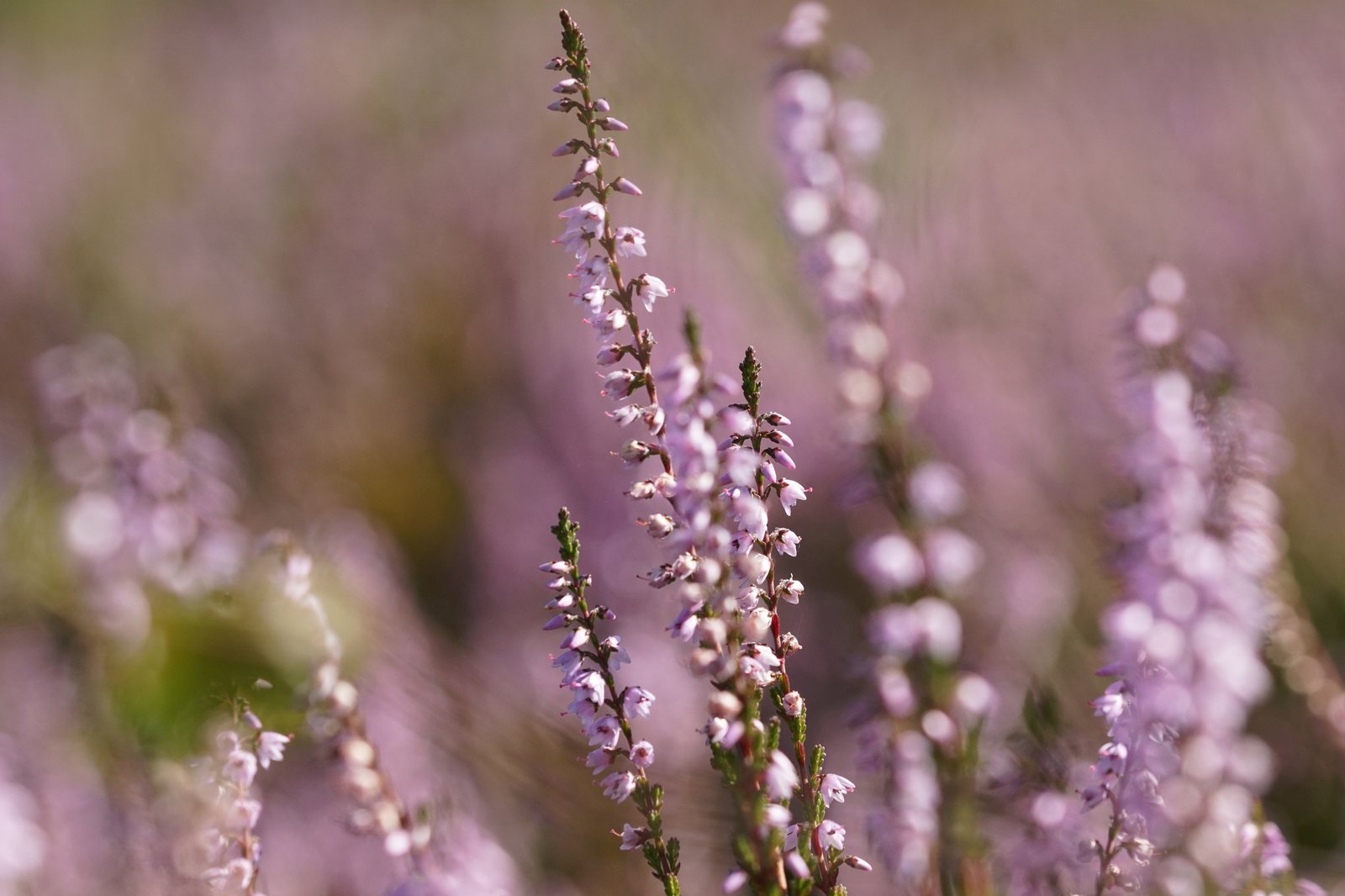 Heather
