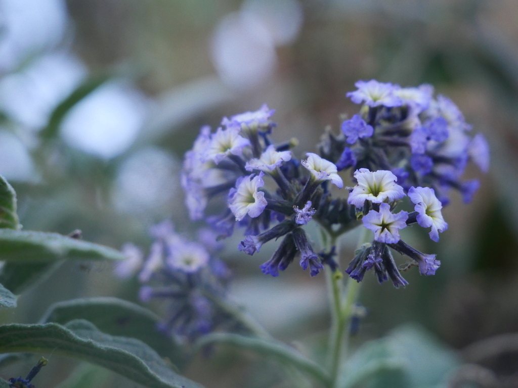 Heliotrope