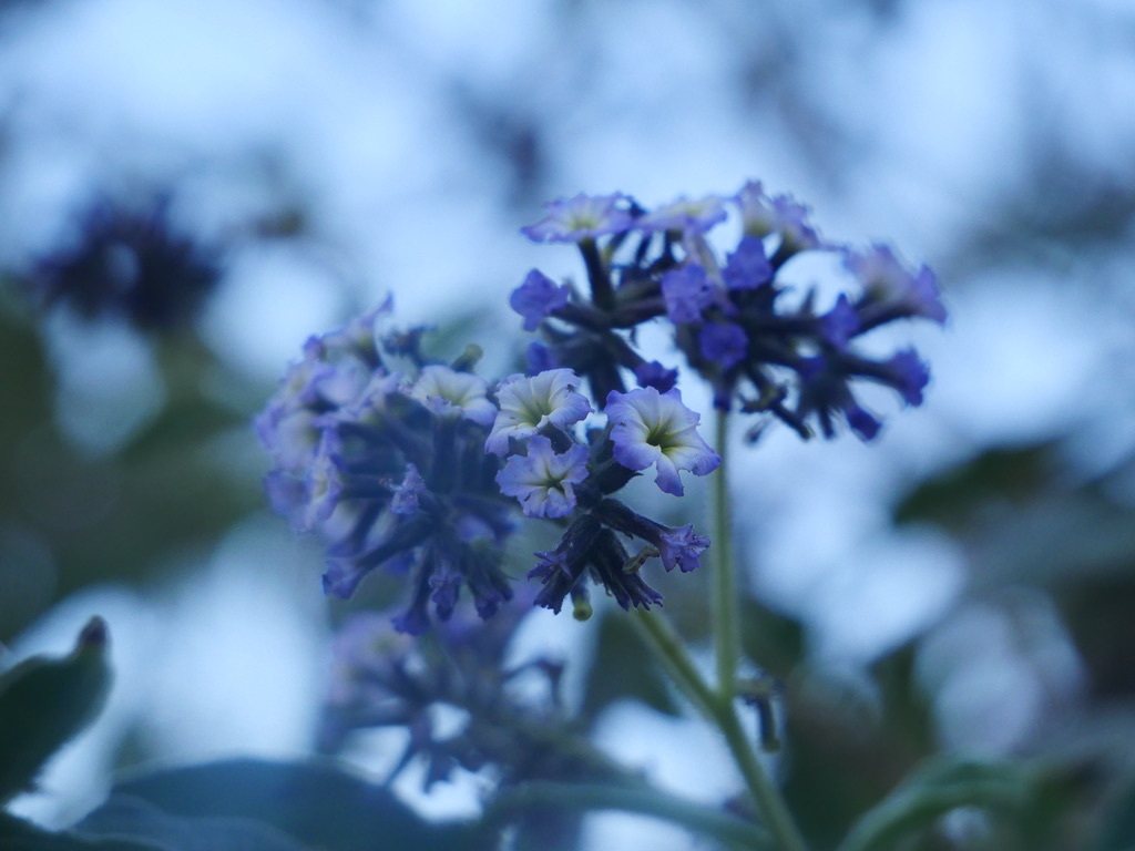 Heliotrope
