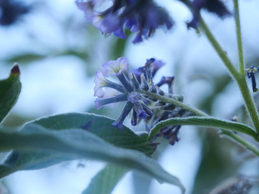 Heliotrope