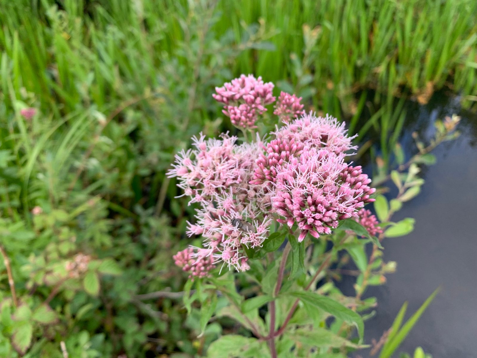 Hemp-agrimony