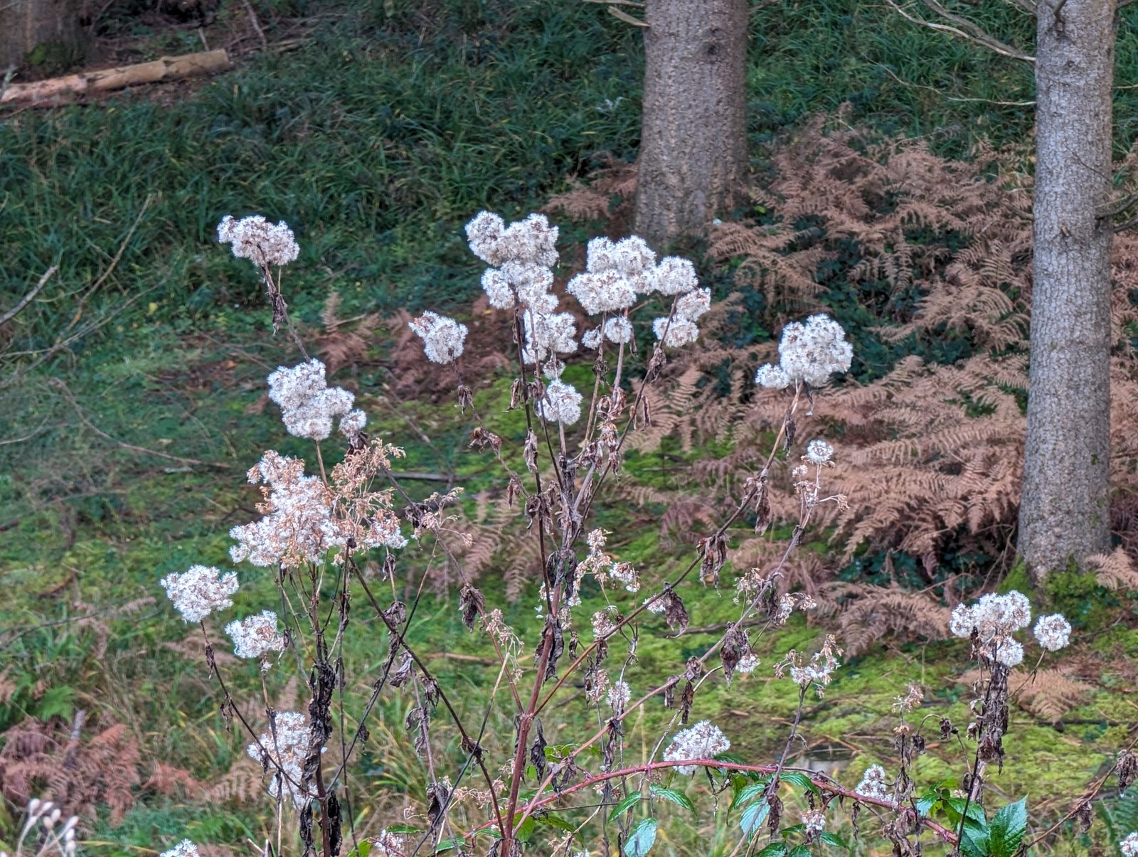 Hemp-agrimony