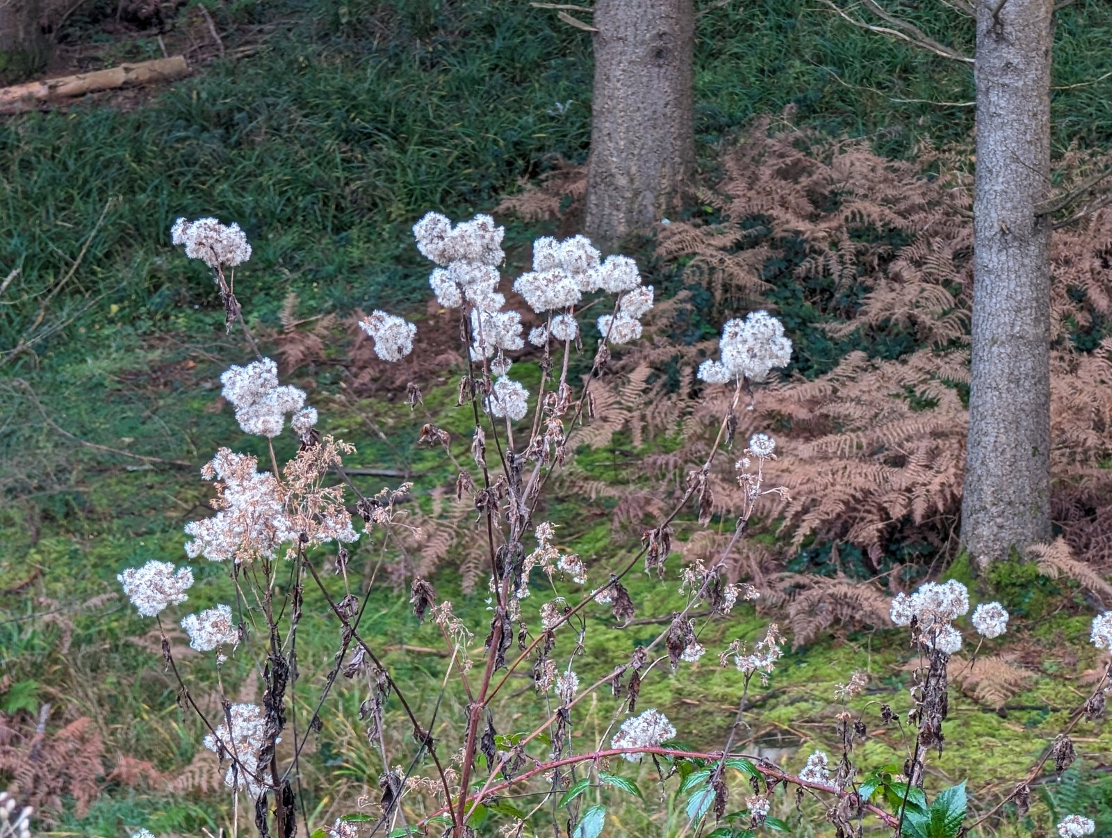 Hemp-agrimony
