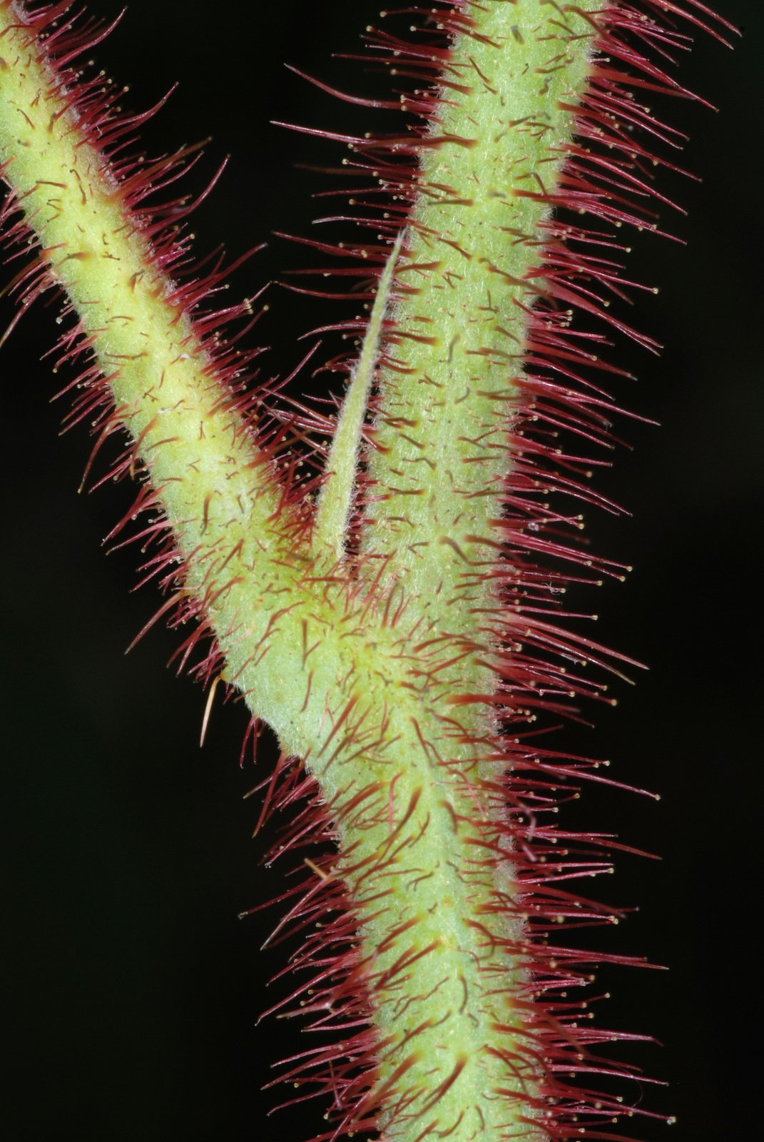 Heritage raspberry