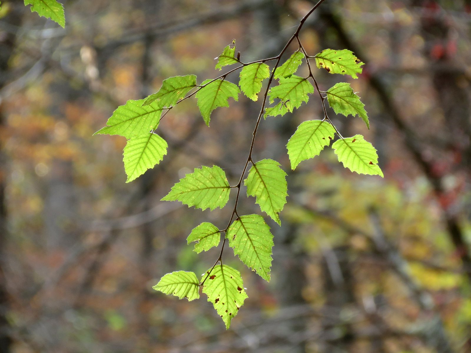 Heritage river birch