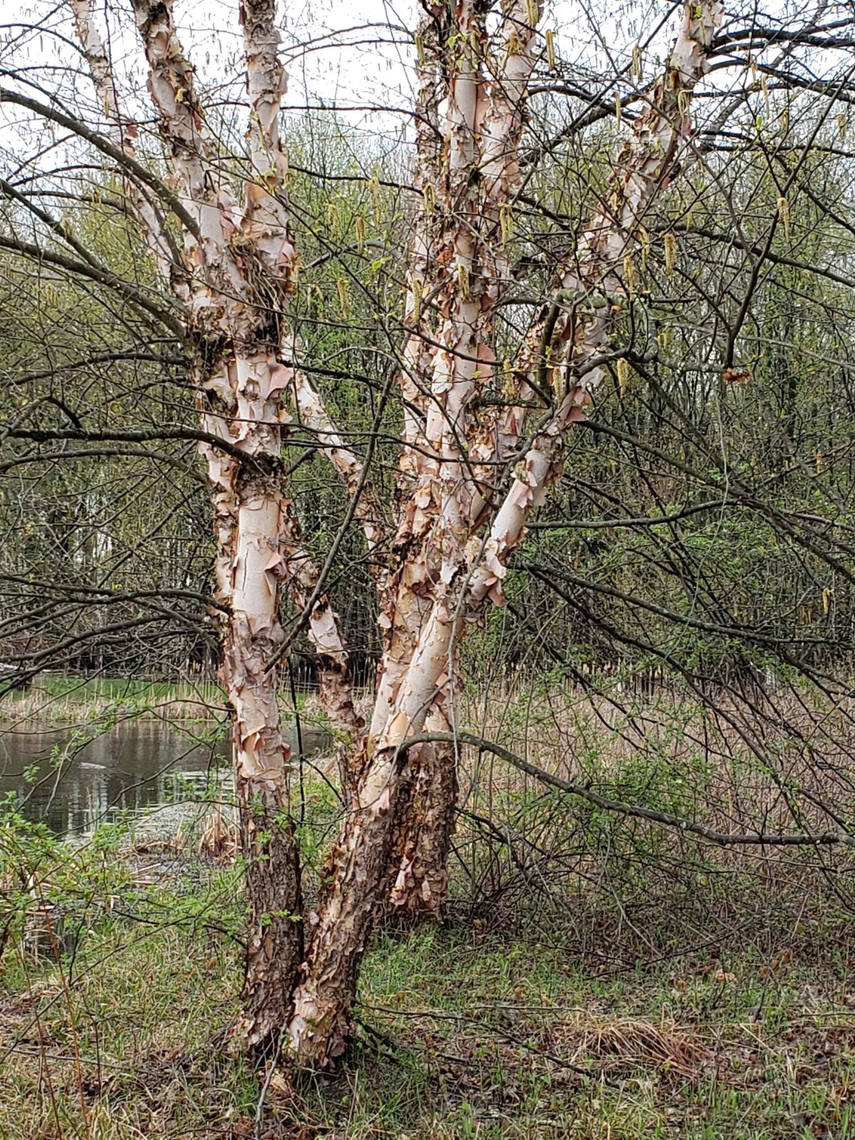 Heritage river birch