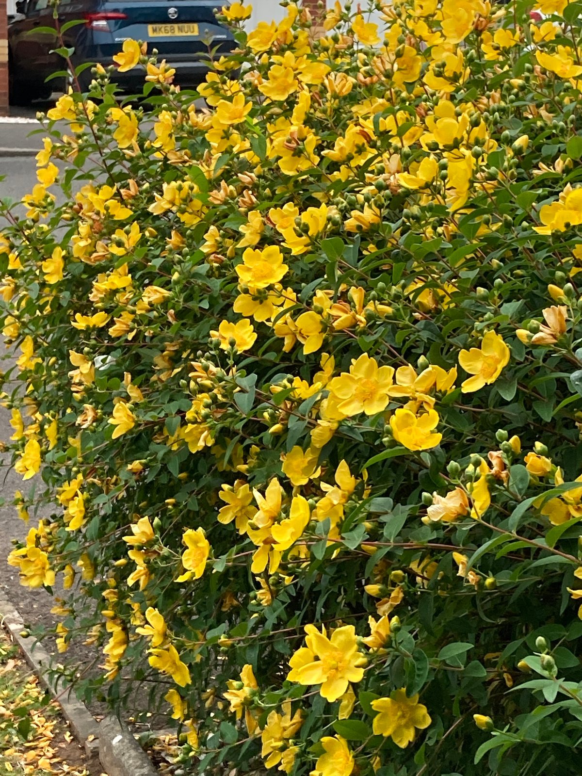 Hidcote St John's wort