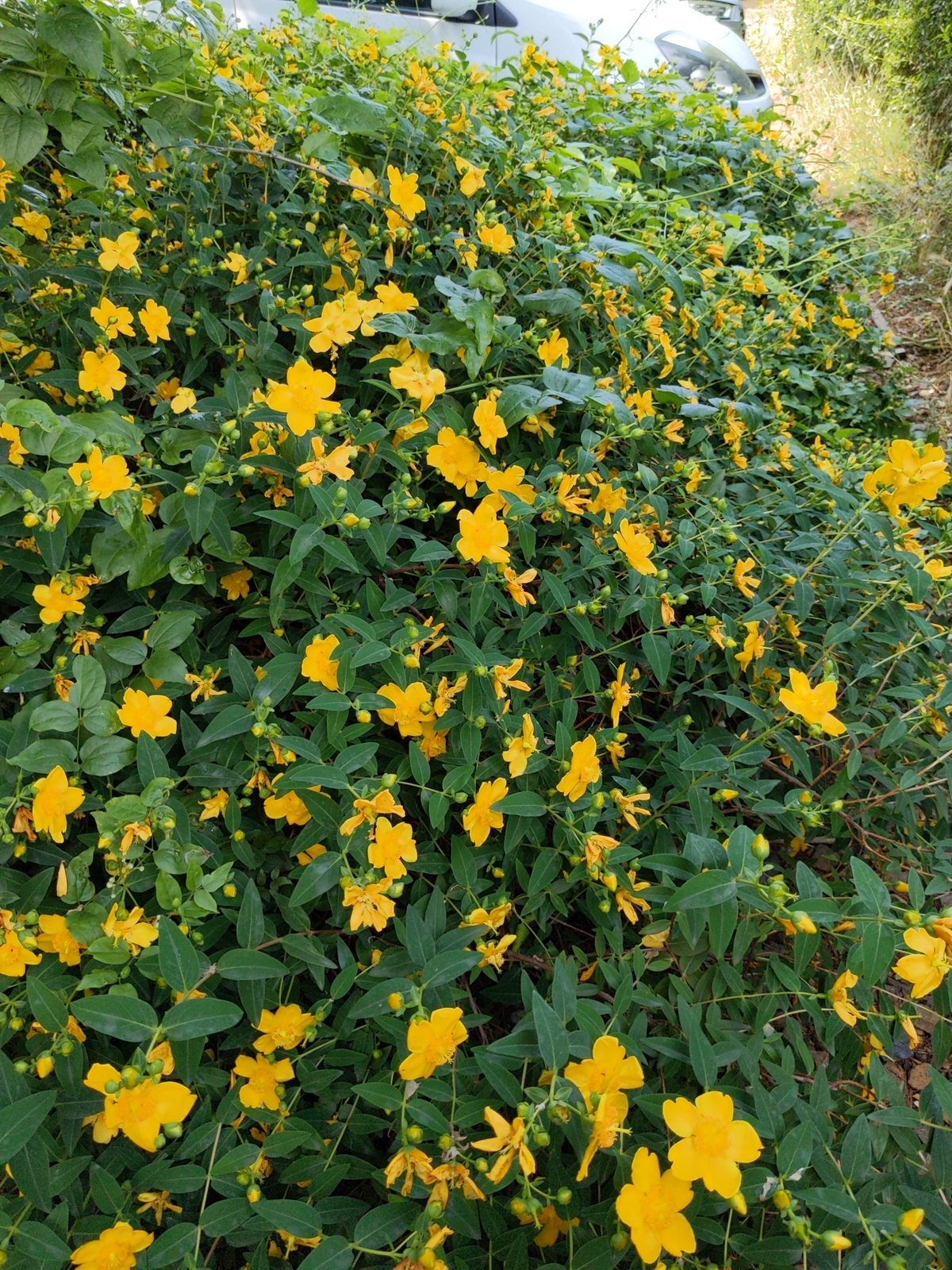 Hidcote St John's wort