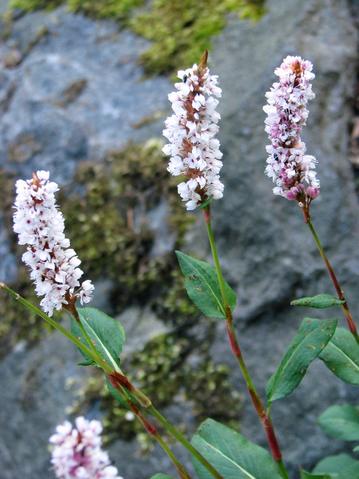 Himalayan fleeceflower